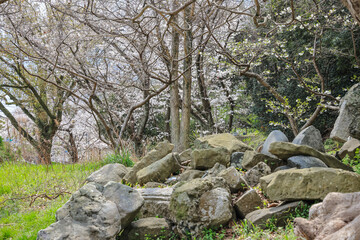 March 27 2025 Serene Forest Landscape Featuring Stone Boulders and Blossoming Trees, Japan