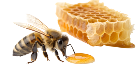 Detailed macro view of a honeybee collecting nectar from a golden drop of honey next to fresh honeycomb