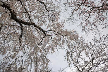 March 27 2025 Spring Blossom Trees With Delicate Branches Against a Soft Sky, Japan