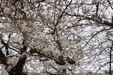 March 27 2025 Close-Up of Blooming White Cherry Blossoms on a Softly, Japan