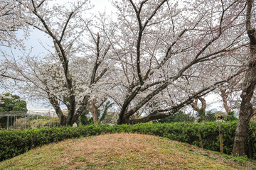 March 27 2025 Cherry Blossom Trees in a Tranquil Park Setting, Japan