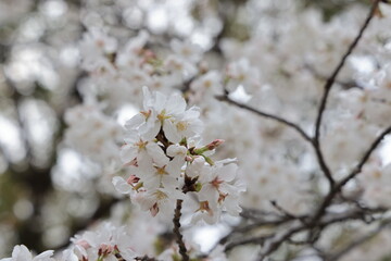 March 27 2025 Close-Up of Blooming White Cherry Blossoms on a Softly, Japan