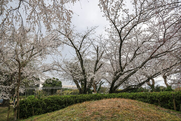 March 27 2025 Cherry Blossom Trees in a Tranquil Park Setting, Japan
