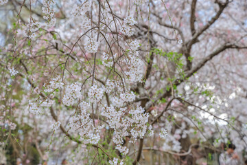 March 27 2025 Under Blooming Cherry Trees in a Peaceful Park Setting, Japan