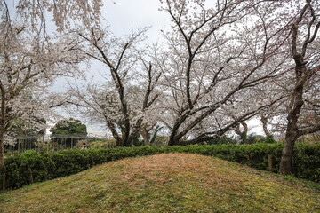 March 27 2025 Cherry Blossom Trees in a Tranquil Park Setting, Japan
