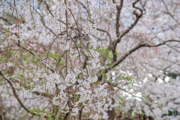 March 27 2025 Under Blooming Cherry Trees in a Peaceful Park Setting, Japan