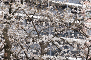 March 27 2025 f Cherry Blossoms on Tree Branches in Urban Setting, Japan