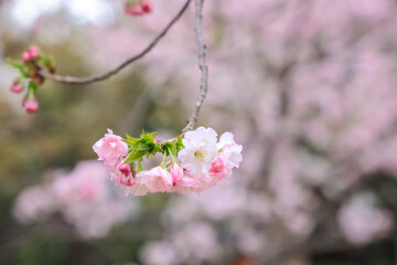March 27 2025 Delicate Pink Cherry Blossoms With Soft Background Focus, Japan