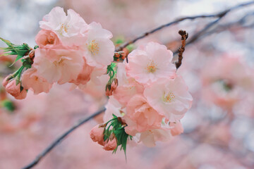 March 27 2025 Delicate Pink Cherry Blossoms With Soft Background Focus, Japan