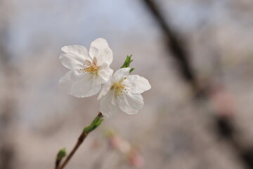 March 27 2025 Close-Up of Blooming White Cherry Blossoms on a Softly, Japan