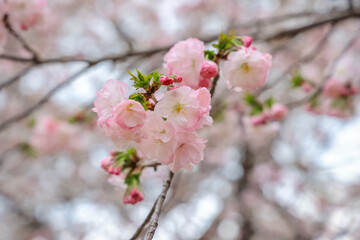 March 27 2025 Delicate Pink Cherry Blossoms With Soft Background Focus, Japan