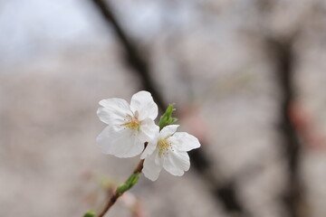 Obraz premium March 27 2025 Close-Up of Blooming White Cherry Blossoms on a Softly, Japan