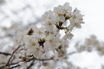 Obraz premium March 27 2025 Close-Up of Blooming White Cherry Blossoms on a Softly, Japan