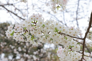 March 27 2025 Close-Up of Blooming White Cherry Blossoms on a Softly, Japan