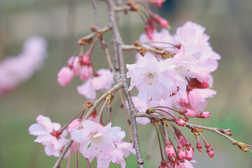 March 27 2025 Delicate Pink Cherry Blossoms With Soft Background Focus, Japan