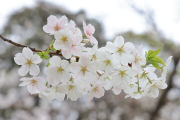 March 27 2025 Close-Up of Blooming White Cherry Blossoms on a Softly, Japan