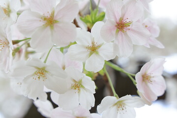 Fototapeta premium March 27 2025 Close-Up of Blooming White Cherry Blossoms on a Softly, Japan