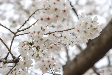 March 27 2025 a Cherry Blossoms Against Nature Background at japan, Japan