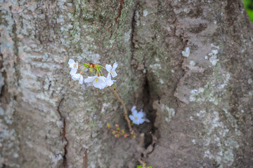 March 27 2025 White Flowers Blossom Against Rustic Tree Bark, Japan