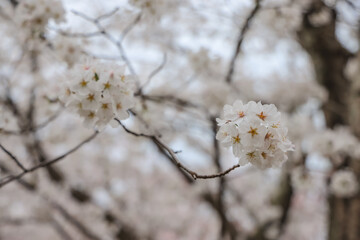 March 27 2025 Spring Blossom Trees With Delicate Branches Against a Soft Sky, Japan