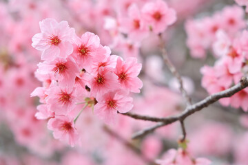 March 27 2025 Pink Cherry Blossom Branches in a Springtime Setting, Japan