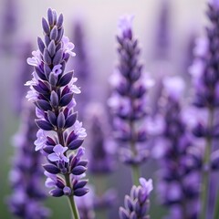 Obraz premium Close up of lavender flowers
