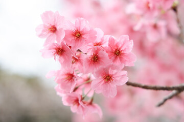 March 27 2025 Pink Cherry Blossom Branches in a Springtime Setting, Japan