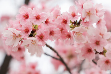 March 27 2025 Pink Cherry Blossom Branches in a Springtime Setting, Japan