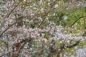 March 27 2025 Under Blooming Cherry Trees in a Peaceful Park Setting, Japan