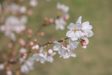 March 27 2025 a Cherry Blossoms Against Nature Background at japan, Japan