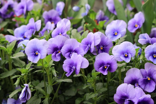 March 27 2025 Vibrant Purple Pansies Blooming in a Lush Green Garden Setting, Japan