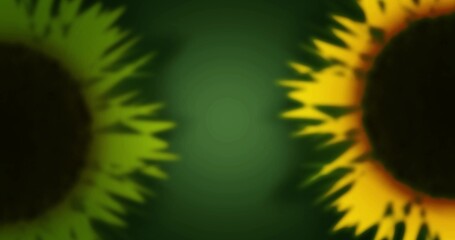 Blurred Sunflowers on Green Background