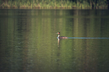 waterfowl swims on the lake