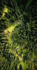 Obraz premium Winding road through lush green forest. Aerial view (3)