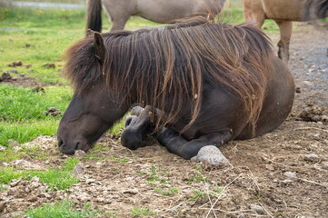 Portrait of  Icelandic horse lying on the ground
