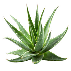 Fototapeta premium Vibrant Aloe Vera plant with spiky green leaves, a natural wonder for health, wellness, and cosmetic applications.