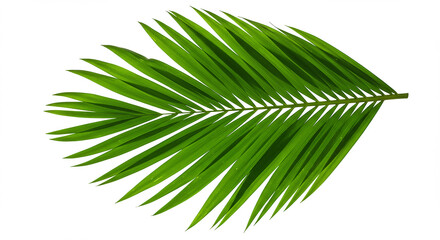 Obraz premium Green Tropical Palm Leaf Isolated on White Background
