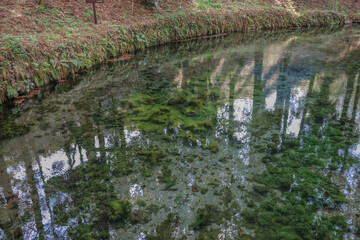 March 26 2025 Serene Forest Pond with Reflection and Lush Green Vegetation, Japan