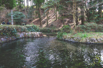March 26 2025 Serene Forest Pond with Reflection and Lush Green Vegetation, Japan
