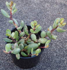 Adromischus montium-klinghardtii succulent plant