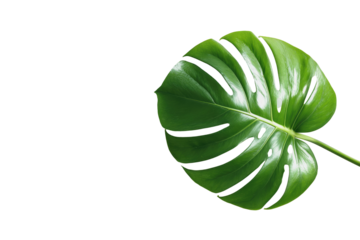 Close-up of a vibrant green monstera leaf,  distinctly outlined,  against a black background.  The leaf's  deep green color and intricate, serrated edges are prominently displayed