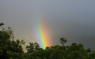 Rainbow arc over lush green forest canopy trees
