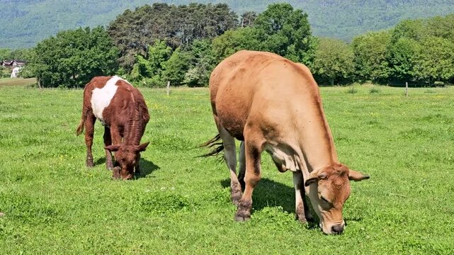 Cows eating grass in green fields, trees as background.