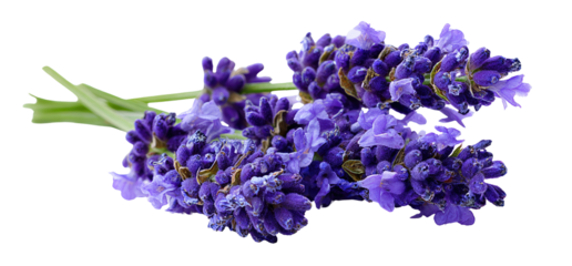 Close-up of a bunch of vibrant purple lavender blossoms with green stems