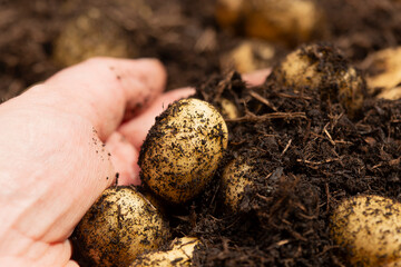 Man harvesting small salad potatoes from garden soil. Grow your own concept.