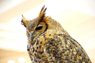 A siberian eagle owl with striking amber eyes and mottled brown and black plumage perches calmly on a wooden beam.