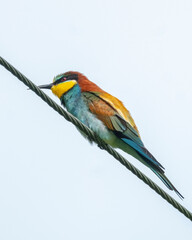 Obraz premium European bee-eater (Merops apiaster) perched on a wire against a plain white background. Colorful wild bird with vibrant plumage in profile view. Wildlife photography in minimalist style.