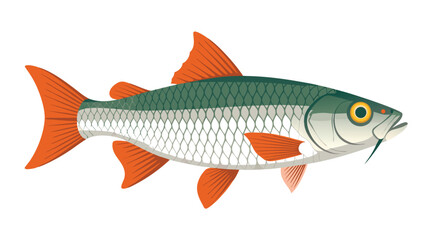 Obraz premium Illustration of a Fish with Green Back, Silver Scales, and Orange Fins