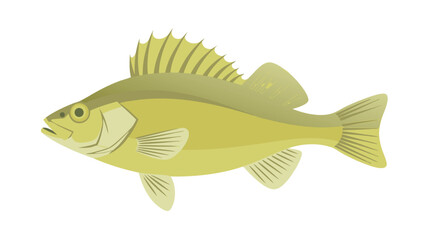 Illustration of a Yellow Perch Fish with Fin Details on a White Background