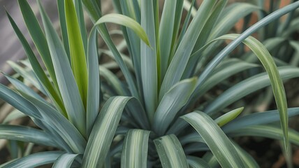 Obraz premium Close up of variegated green and blue plant leaves